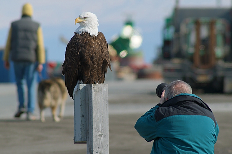 The Ninth Page: Wildlife in Alaska