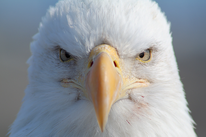 The Ninth Page: Wildlife in Alaska