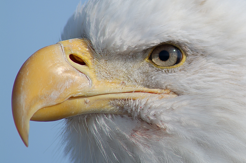 The Ninth Page: Wildlife in Alaska