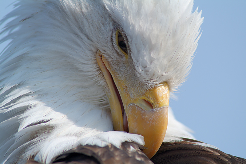 The Ninth Page: Wildlife in Alaska