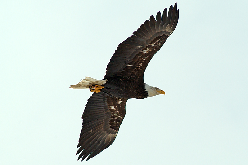 The Ninth Page: Wildlife in Alaska