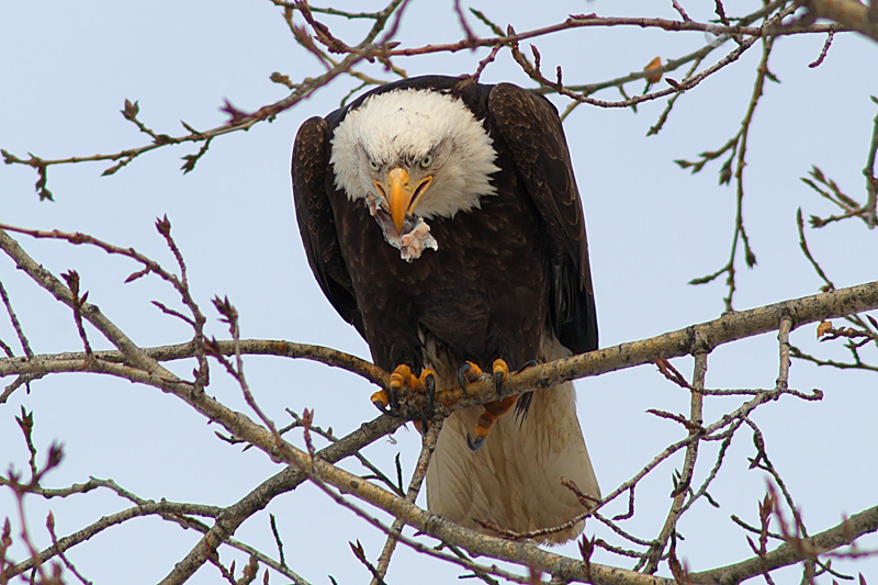 The Ninth Page: Wildlife in Alaska