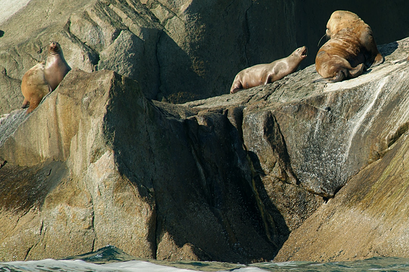 The Ninth Page: Wildlife in Alaska The Ninth Page: Wildlife in Alaska