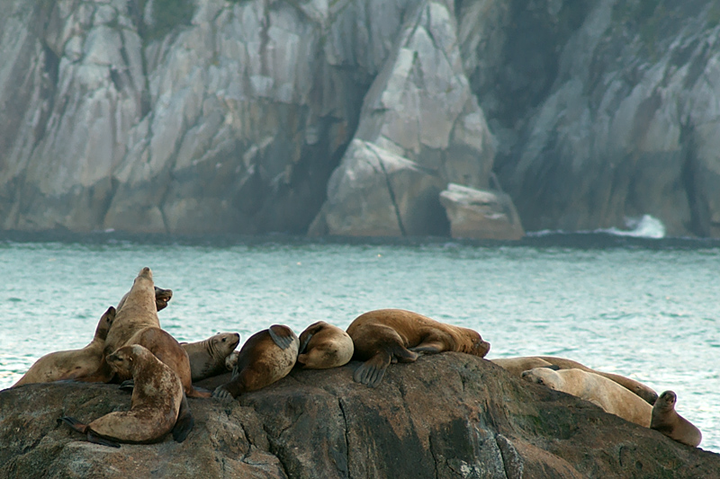 The Ninth Page: Wildlife in Alaska