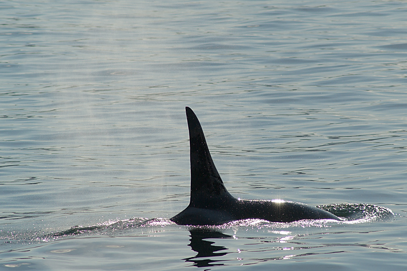 The Ninth Page: Wildlife in Alaska