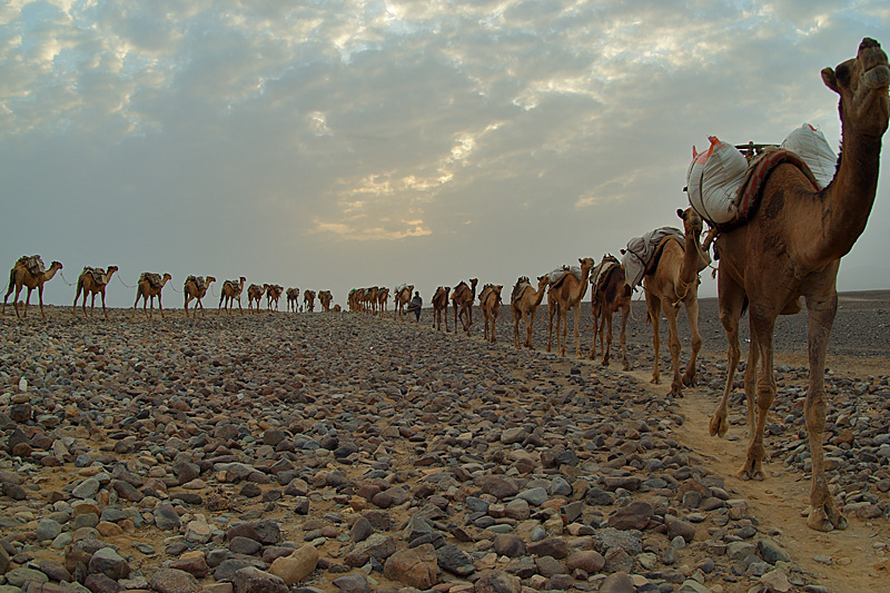 The Salt of Africa