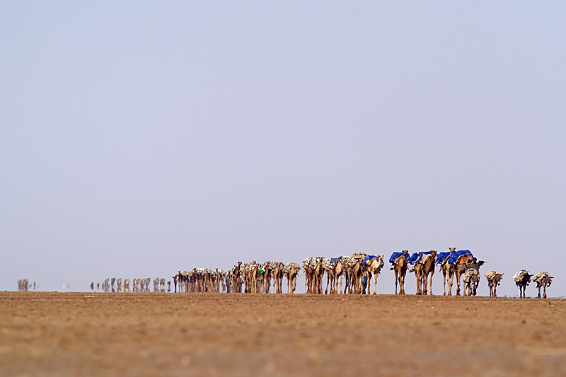 The Salt of Africa