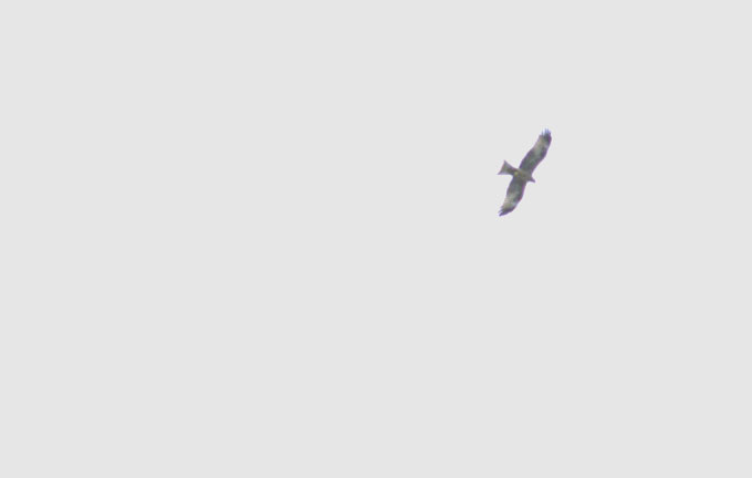 Avanti