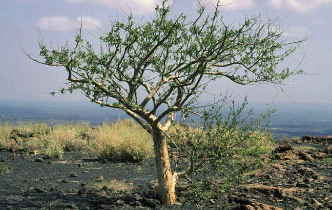 Avanti