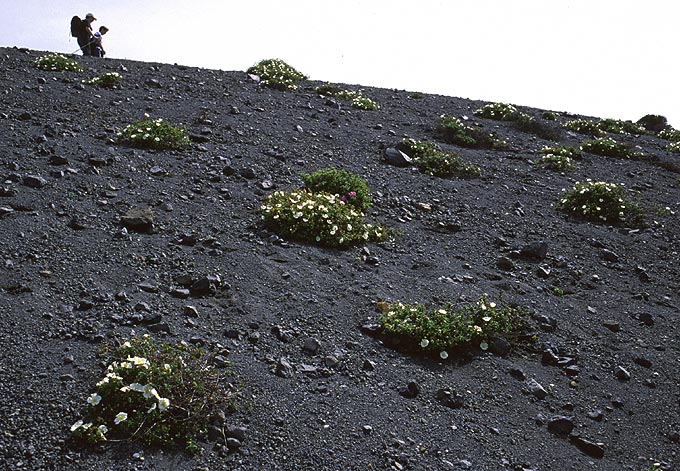 Vulcano: Fumarolen, Kratersee und Blumen