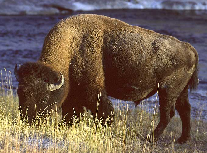 Wildlife Wildlife