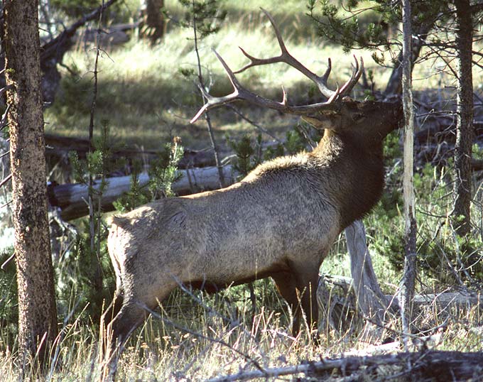Wildlife Wildlife