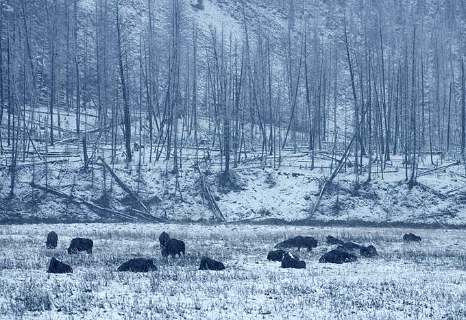 Wildlife Wildlife