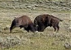 Geysers in Eruzione: Video